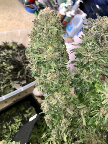 My First Home Grow  — flower, day 141