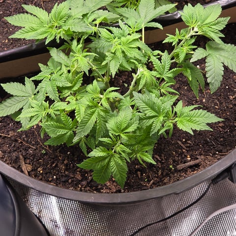 1st indoor grow 8 smaller plan t s — vegetative, day 35