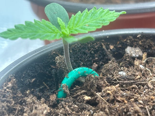 2025-26 harvest INDOOR — seedling_rooting, day 38