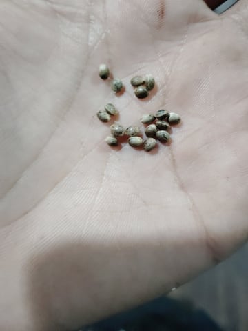 Unknown Seeds — germination, day 1