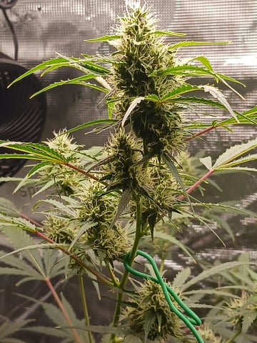 black gorilla feminized — flower, day 7