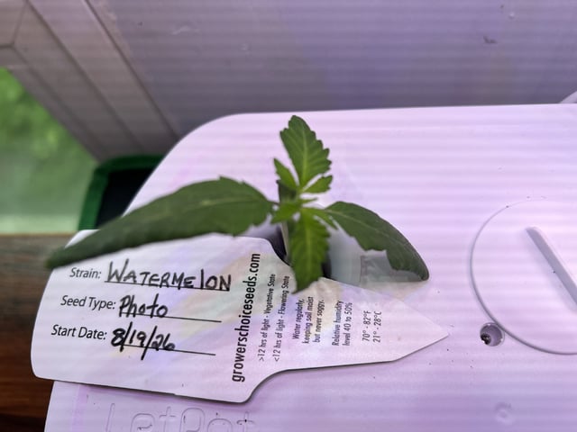 Inside Mother Plants — seedling_rooting, day 16