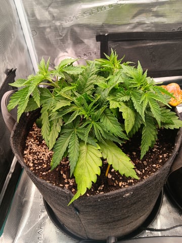 HP CC — vegetative, day 40