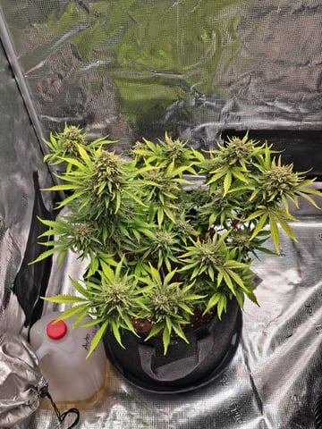 Gummies Bear & Blackberry Auto — flower, day 68