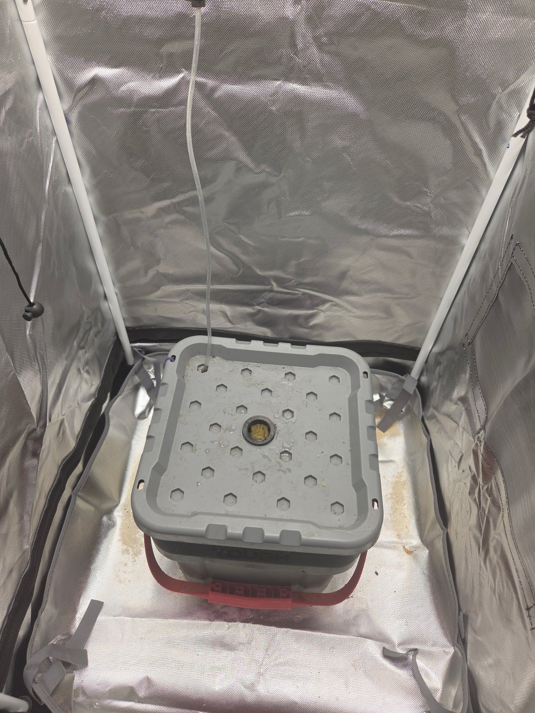 Fast Flowering Photo