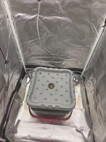 Fast Flowering Photo — germination, day 1