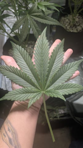 Grow 1 — flower, day 50