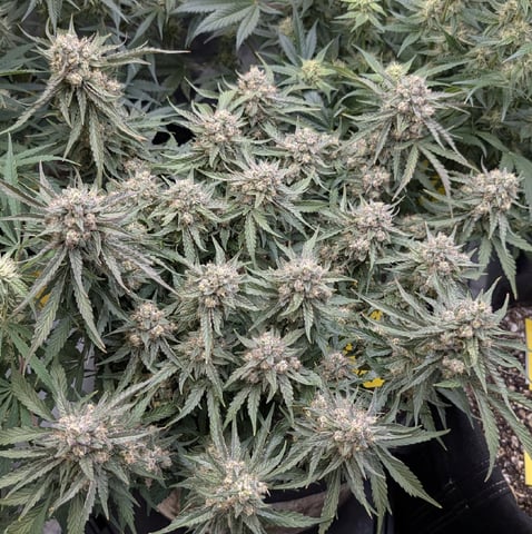 Perpetual Autoflower Mixed Grow #3 — flower, day 60