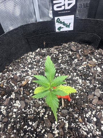 Gorilla Cookies — 1st Grow — vegetative, day 25