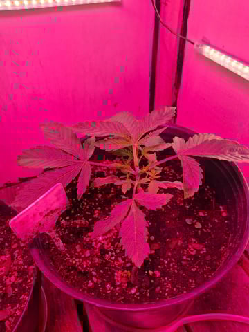 lil babies  — vegetative, day 1