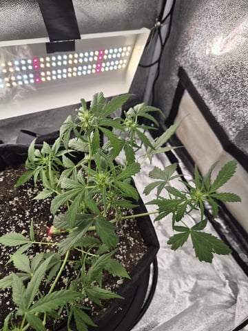Kalini Asia Auto  — flower, day 56