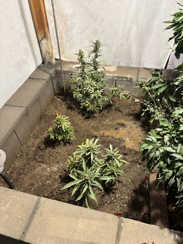 Fast Buds Auto And Special Queen Auto — flower, day 84