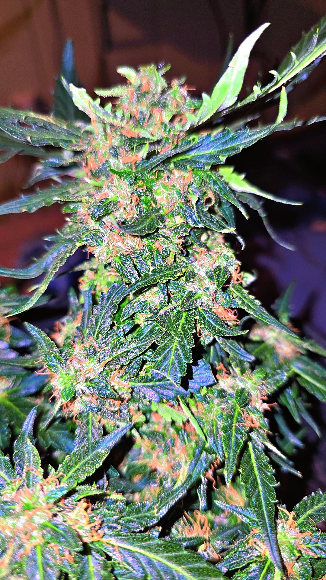 strawberry cheesecake auto