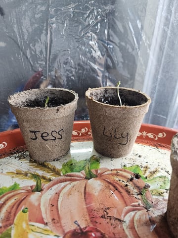 Blue Jamacian (Jess) — seedling_rooting, day 6
