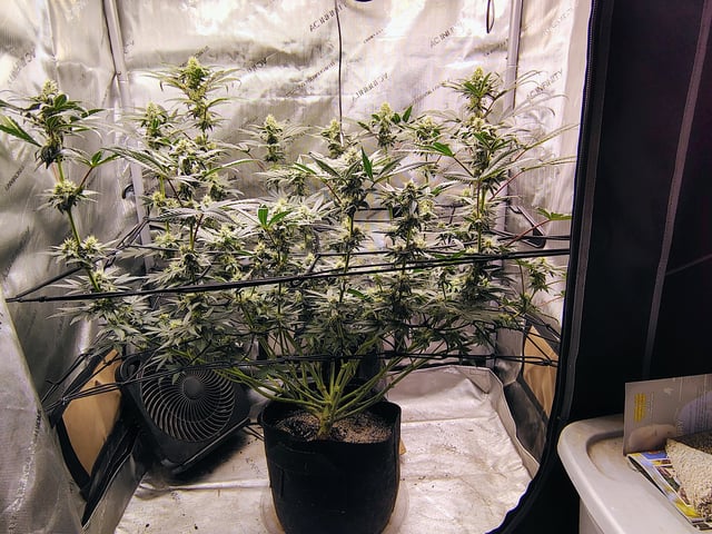 Athena Run  — flower, day 73