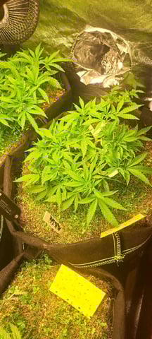 First Grow with the new setup  — vegetative, day 50