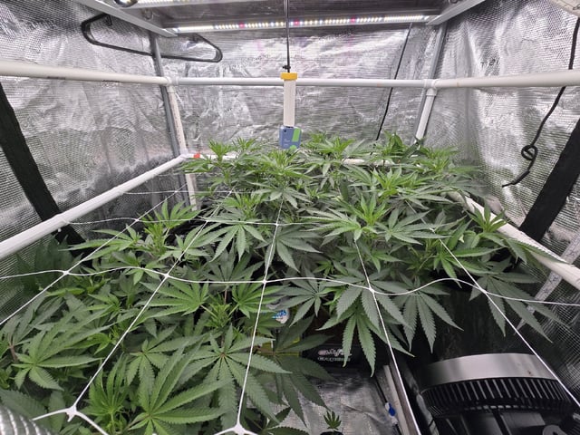 Grow 5.o — flower, day 53