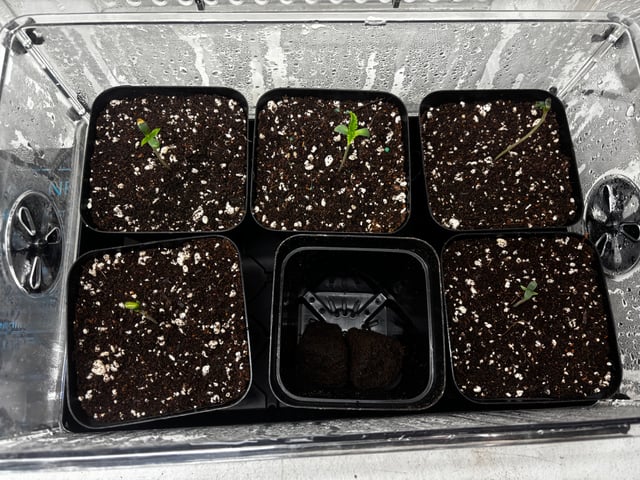 PKB remix/PotG — seedling_rooting, day 9