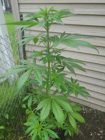 Watermelon Auto