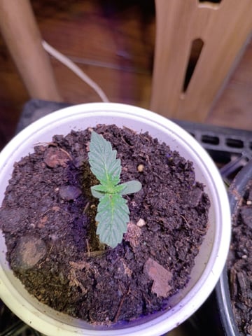 First Grow — grow_setup, day 1