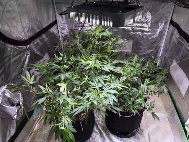 Green Gelato — flower, day 55