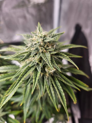 3 bears auto flower  — flower, day 64