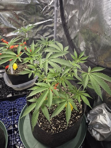 Grow 1 2026 Gelato Rainbow Sherbert  — vegetative, day 44