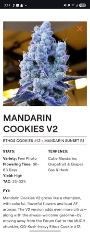 Mandarin Cookies V2 & Grape Diamonds — vegetative, day 1