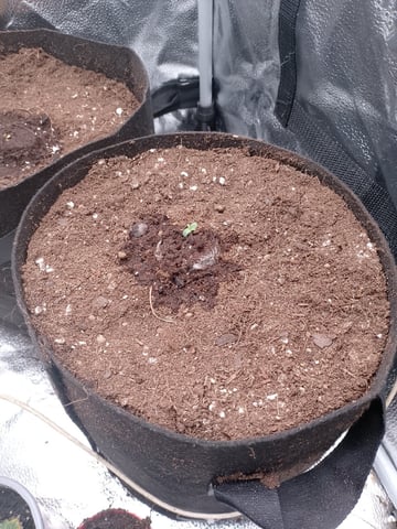 og kush — grow_setup, day 1