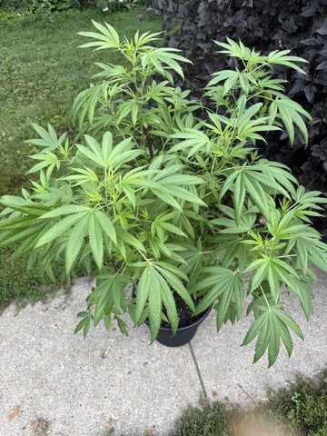 Larry Byrd — flower, day 134