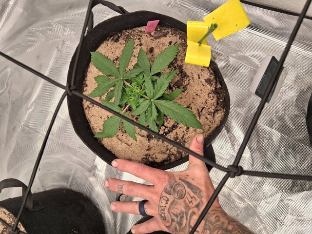 Seedman mix auto & seedman mix auto & GodFather OG — vegetative, day 33