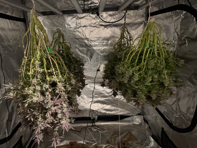 Master Kush RBX — harvest, day 183