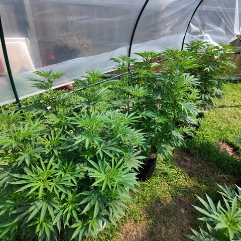 BlackBerry Moonrocks  — flower, day 10