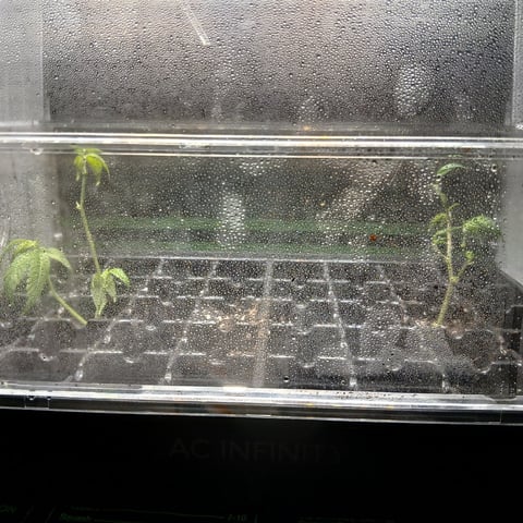 run #3 — grow_setup, day 163