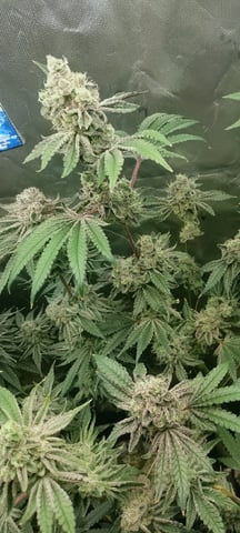 Mainely Genetics Micro Pheno Hunt — flower, day 92