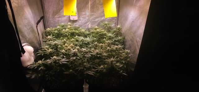 Cookies Usa — flower, day 83