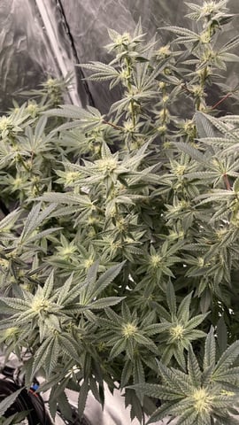 1st Ever Grow (Fat Bastard)(RDWC)  — flower, day 131