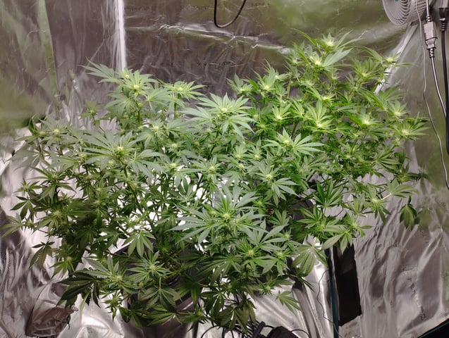 First Grow - - - Hydroponic - - - Roswell Code (2 plants)  — flower, day 22