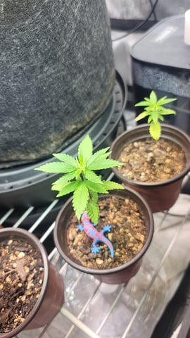 Poison Rainbows — seedling_rooting, day 34