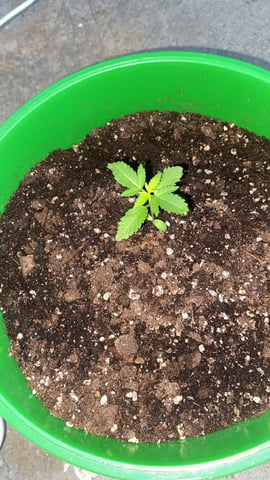 HG local  — grow_setup, day 1