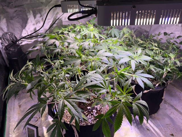 Green Gelato — vegetative, day 47