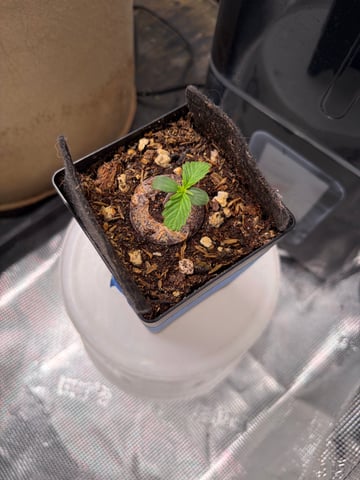 Round 1.5 — seedling_rooting, day 11