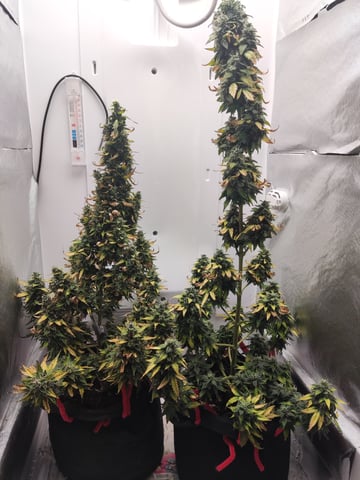 🍁Segunda Hornada — auto, day 3