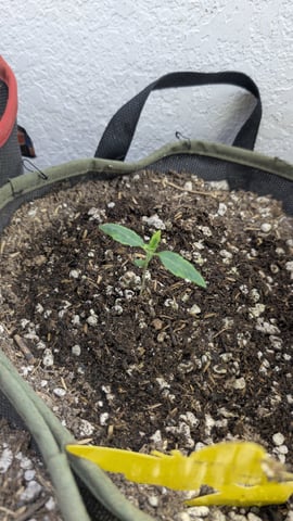 August Grow — seedling_rooting, day 8