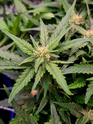 Fastbuds Autoflower Run — flower, day 64