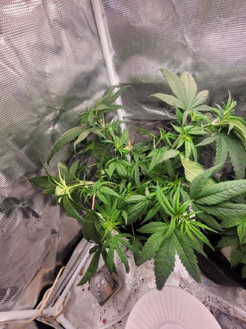 2 Week Old Babies — vegetative, day 10