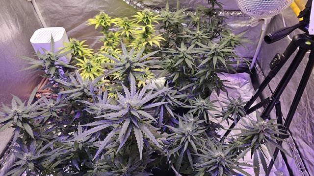 Amnesia Haze Run — flower, day 62
