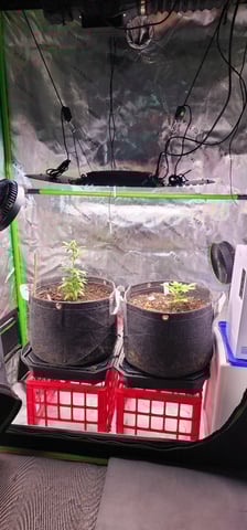 WHAT THE HELL JUST HAPPENED!!! — grow_setup, day 10