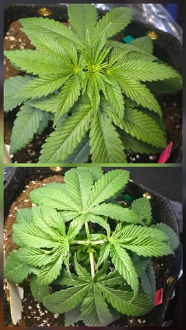 Garlic Gas - Fem Photo — vegetative, day 26