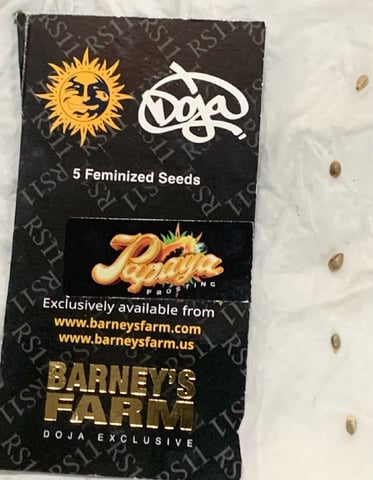 Papaya Frosting  — germination, day 1